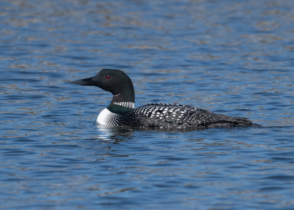 Common Loon - ML616643375