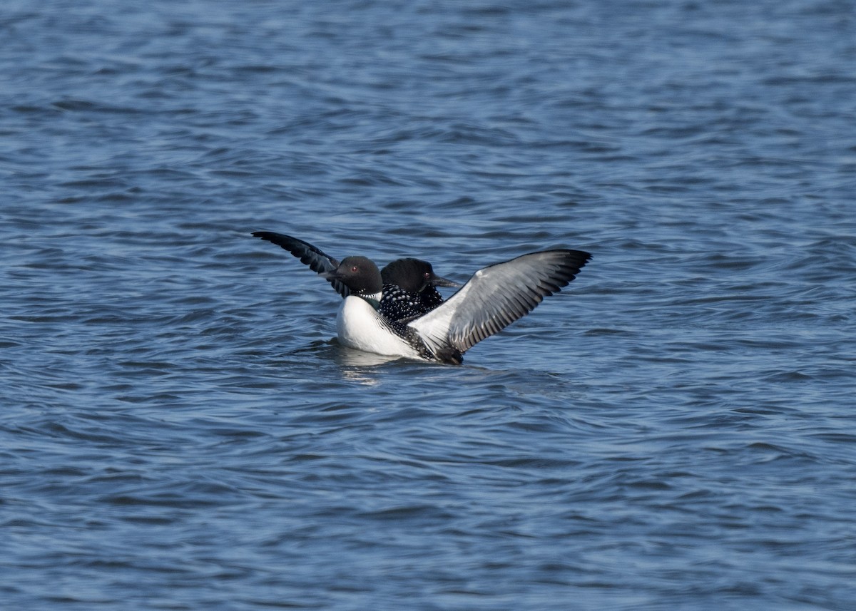 Plongeon huard - ML616643376