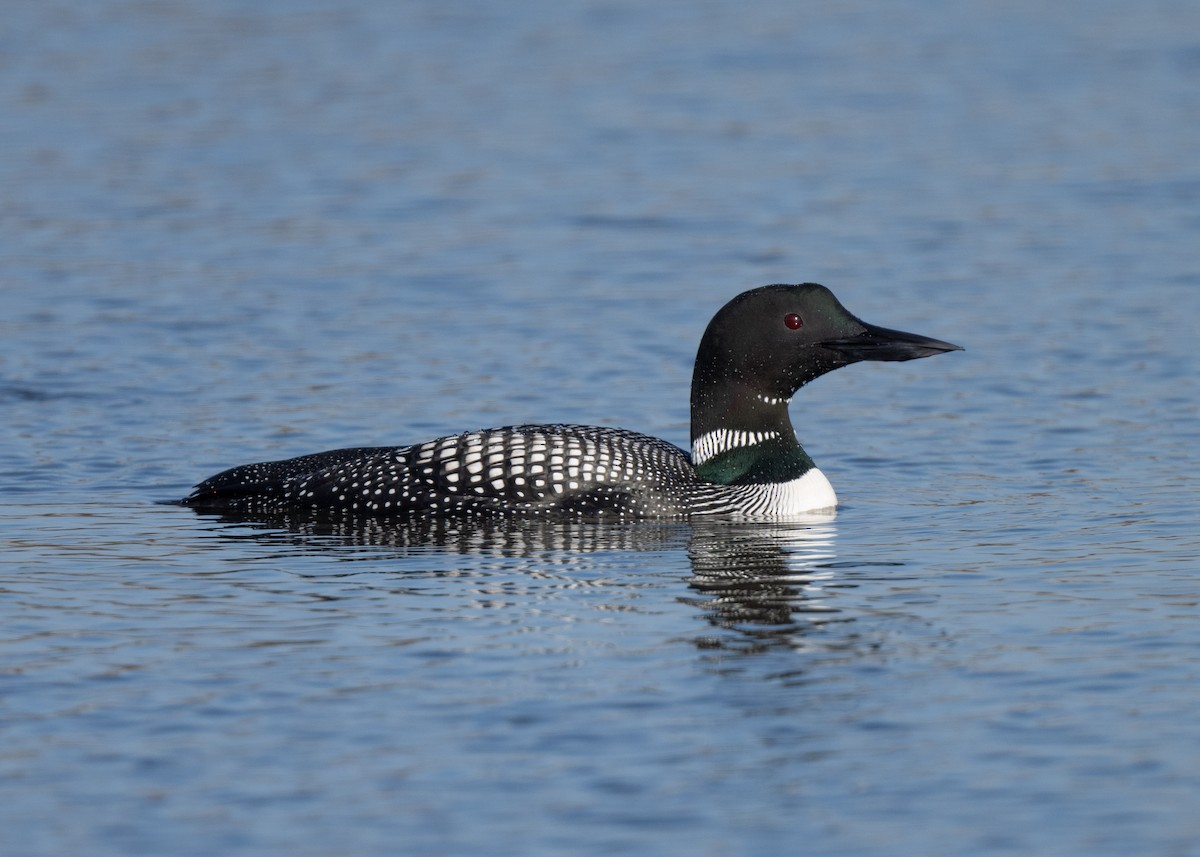 Common Loon - Ed Bremer