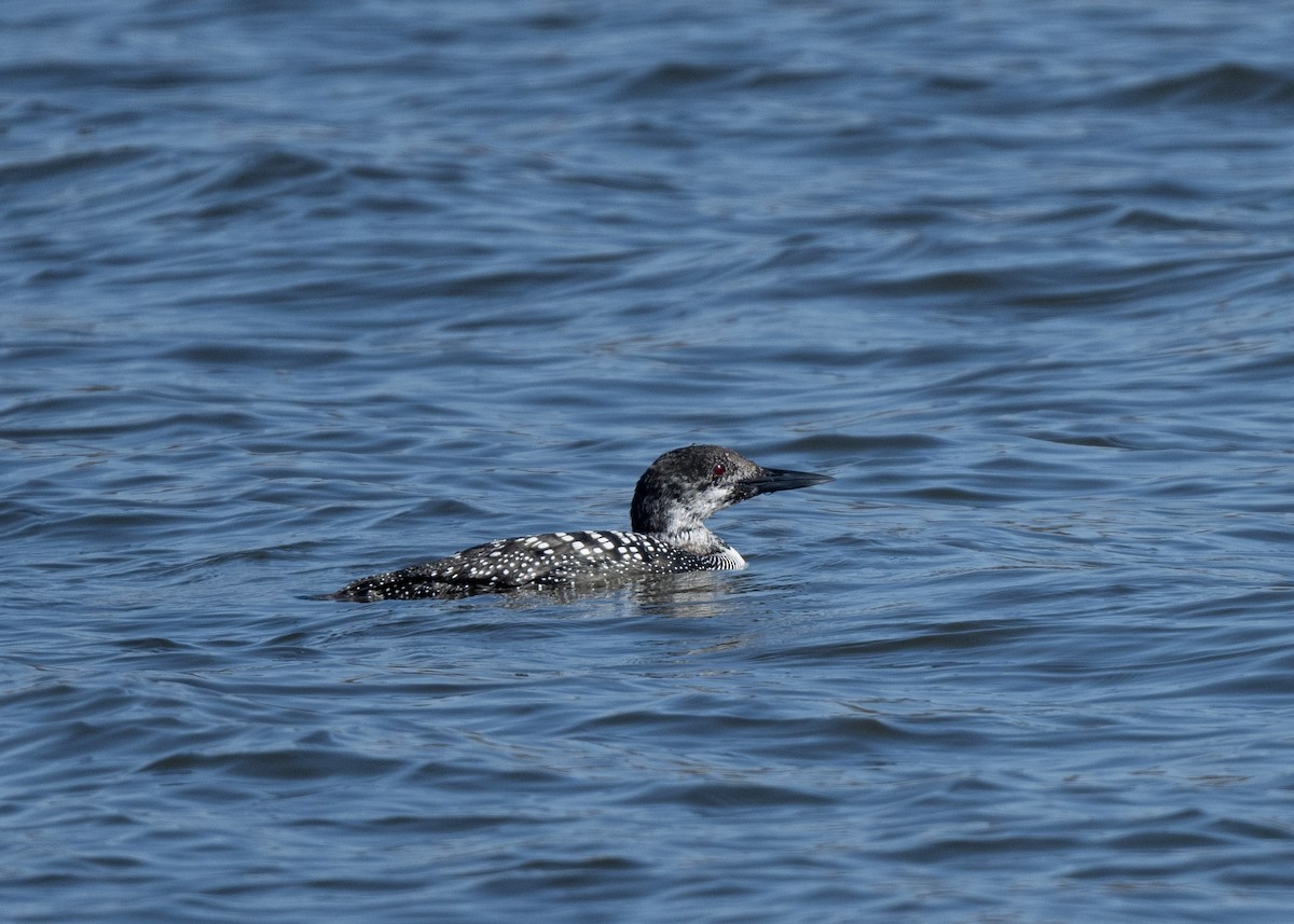 Plongeon huard - ML616643379