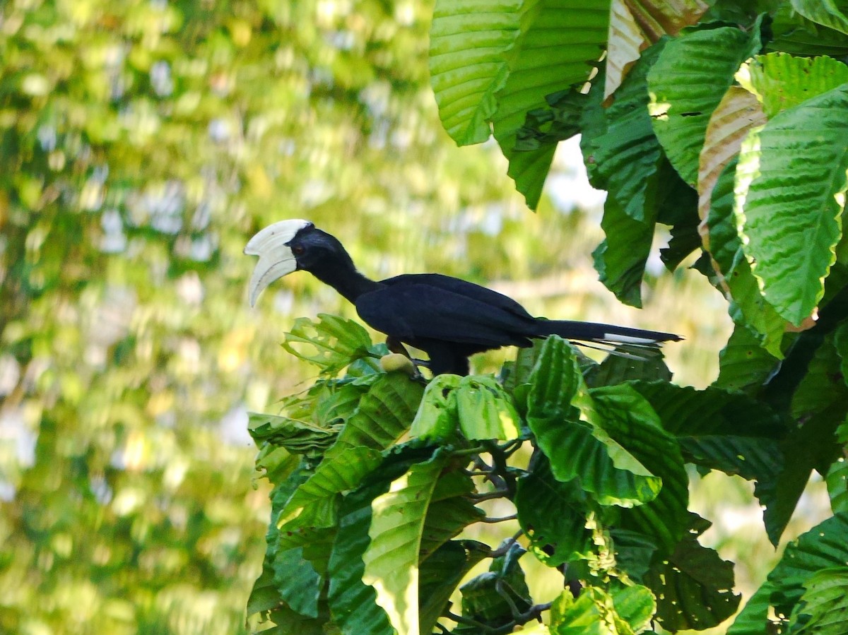 Black Hornbill - Brett Hartl