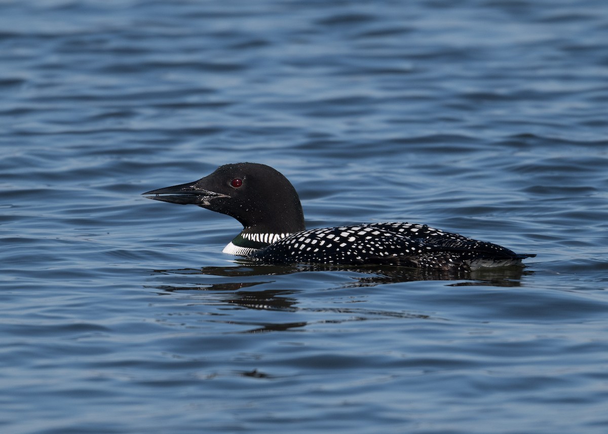 Plongeon huard - ML616643381