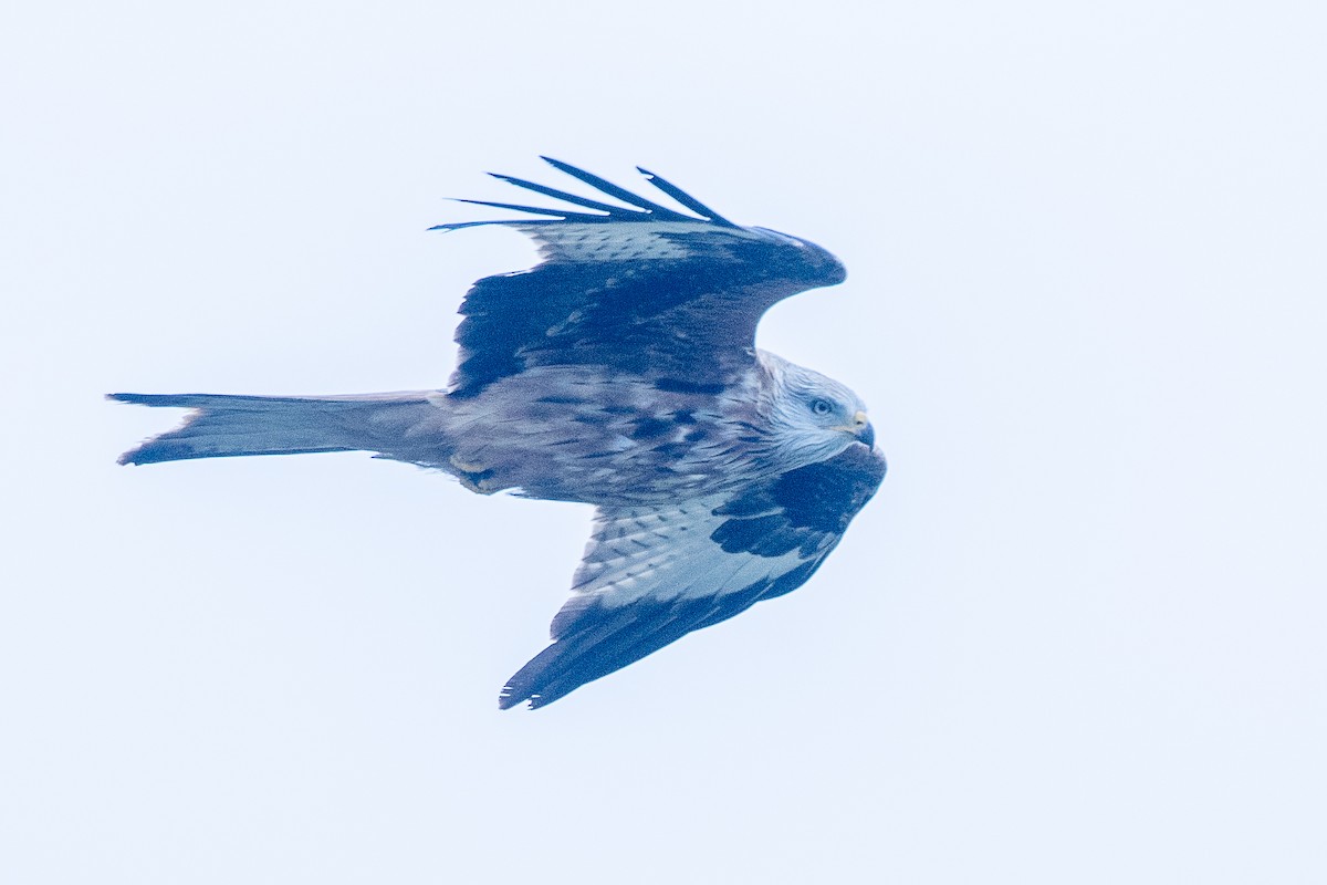 Nibbio reale - ML616643402