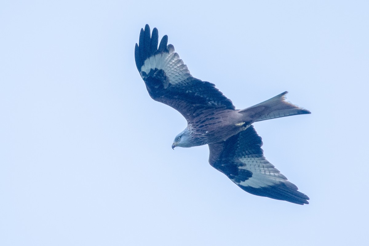 Nibbio reale - ML616643403