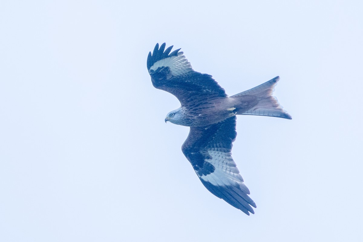 Nibbio reale - ML616643404