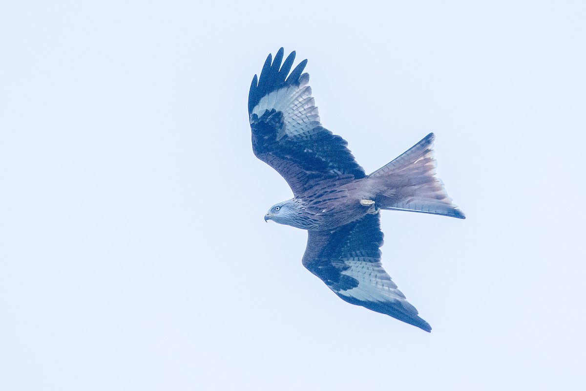 Nibbio reale - ML616643405