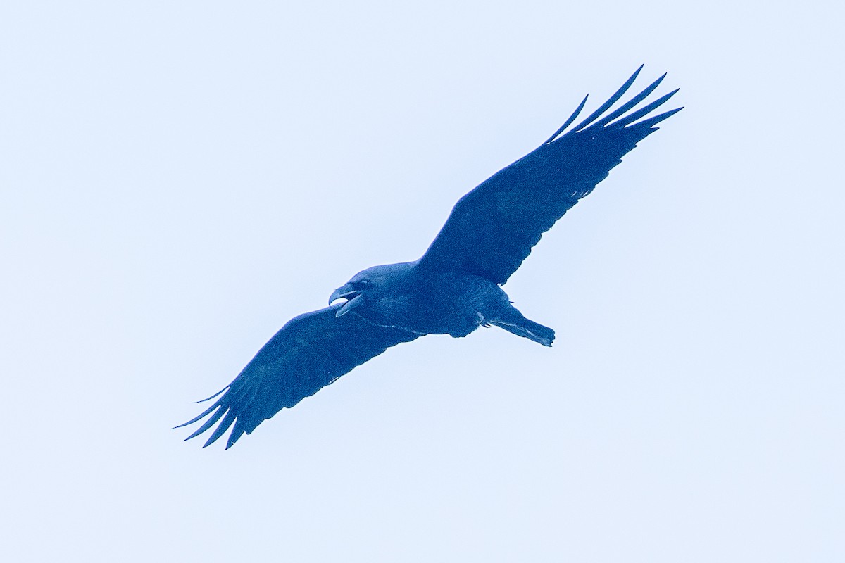 Corvo imperiale - ML616643411