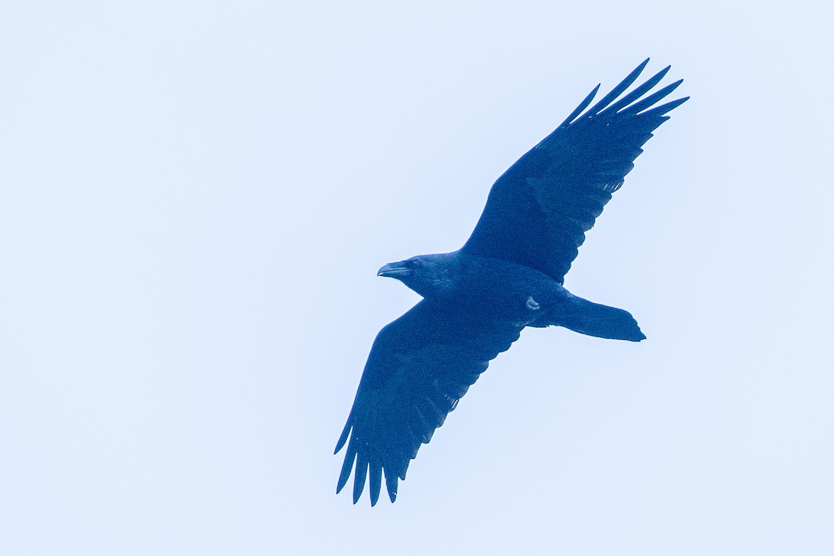 Corvo imperiale - ML616643412