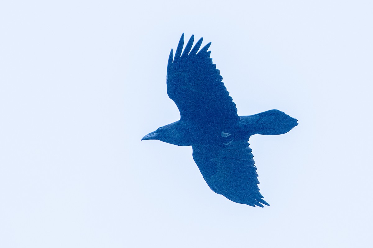 Corvo imperiale - ML616643414