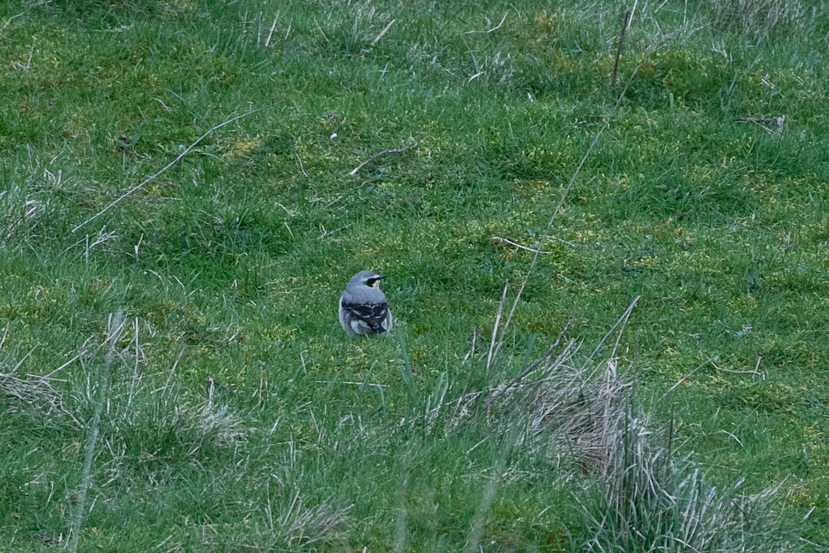 Culbianco - ML616643428