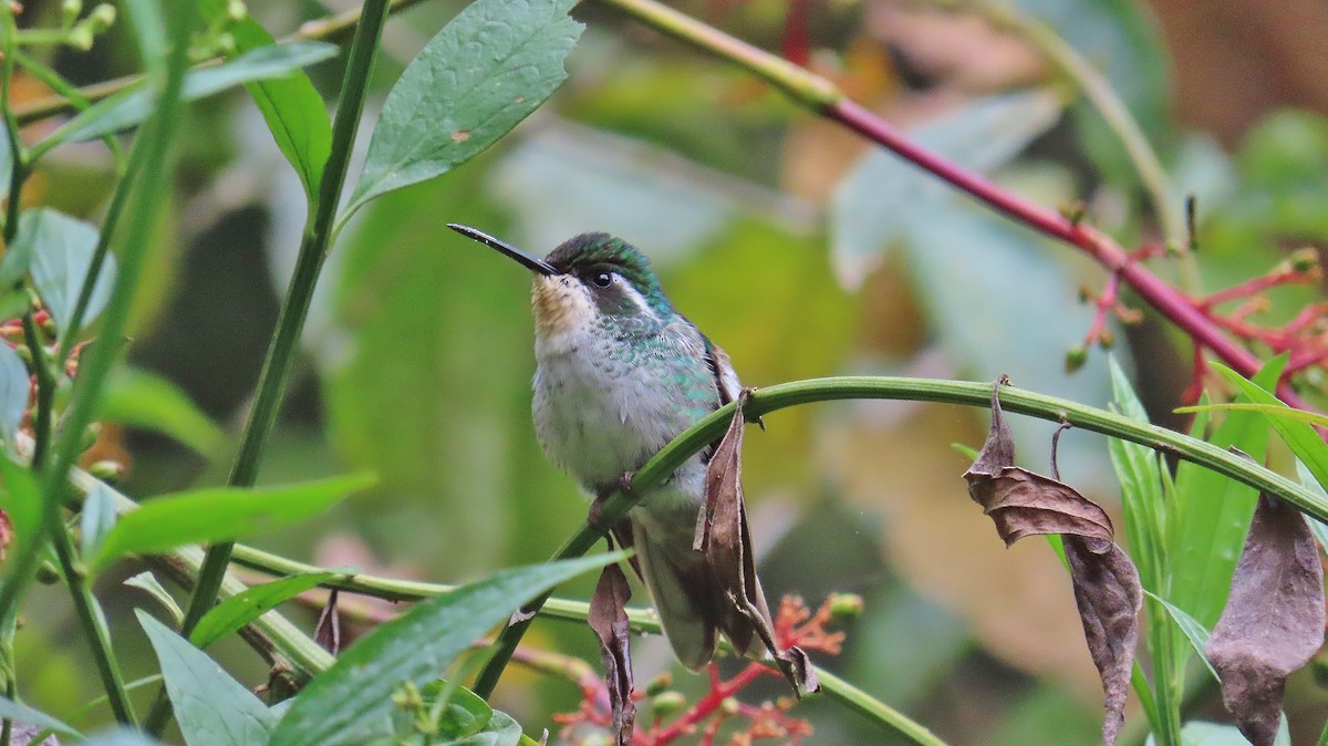 Green-breasted Mountain-gem - ML616643451