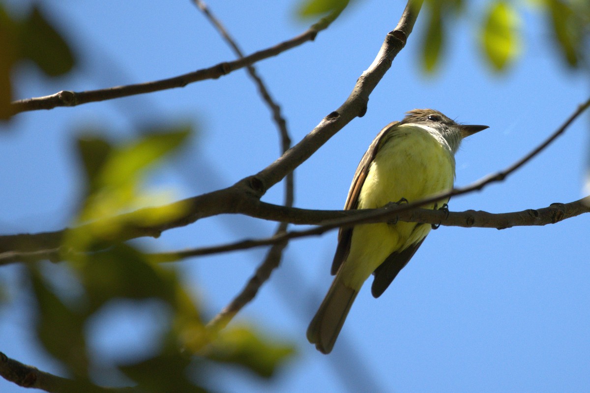 Great Crested Flycatcher - ML616643493