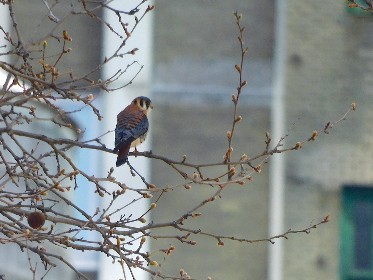 American Kestrel - Asher Perkins