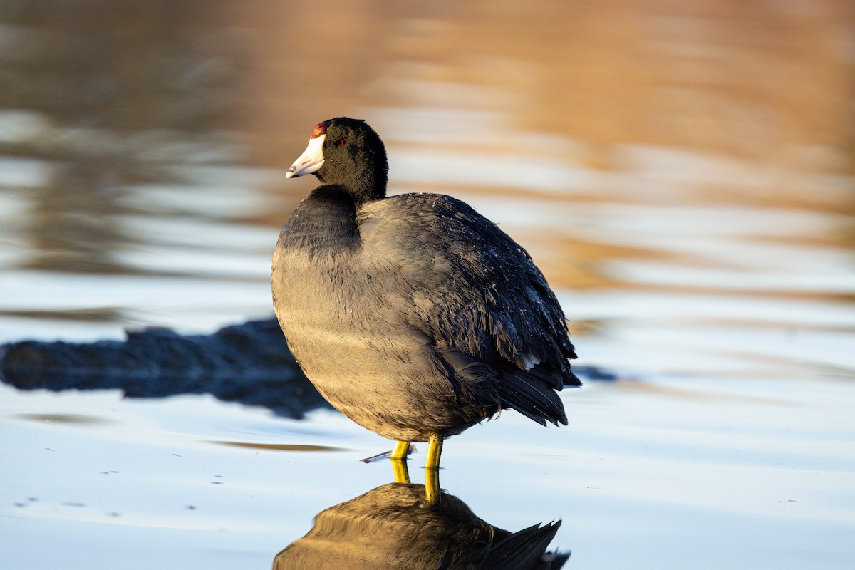 American Coot - ML616643657