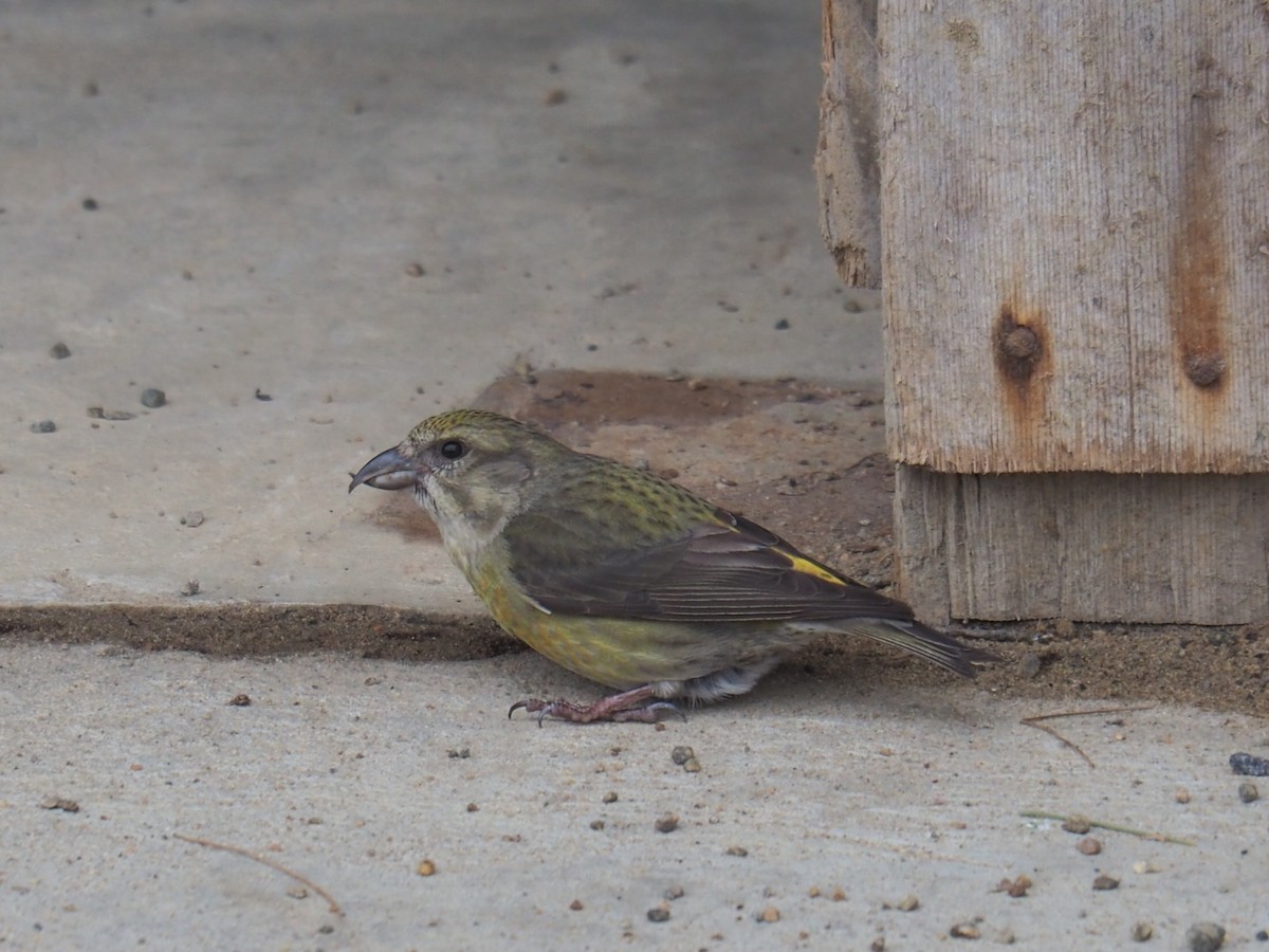 Red Crossbill - ML616643677