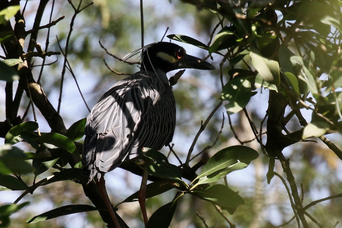 Yellow-crowned Night Heron - ML616643691