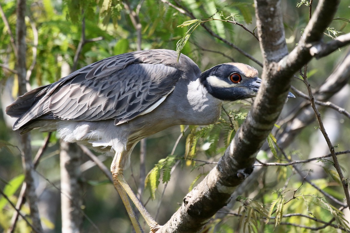 Yellow-crowned Night Heron - ML616643692