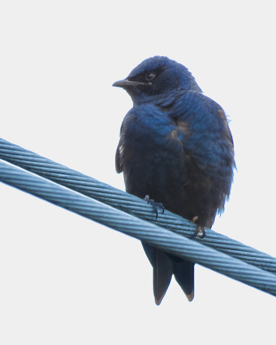 Southern Martin - ML616643696