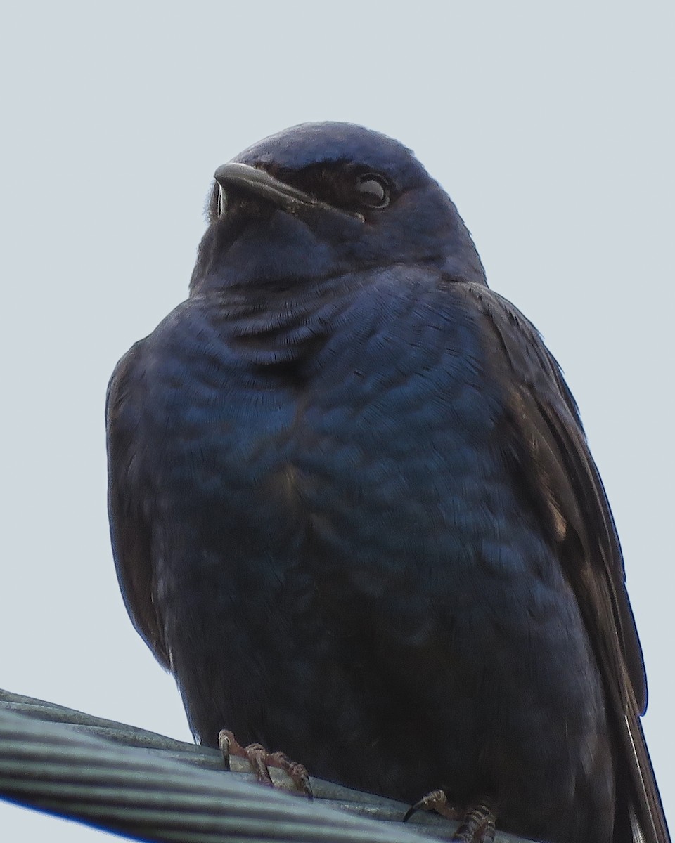 Southern Martin - ML616643697