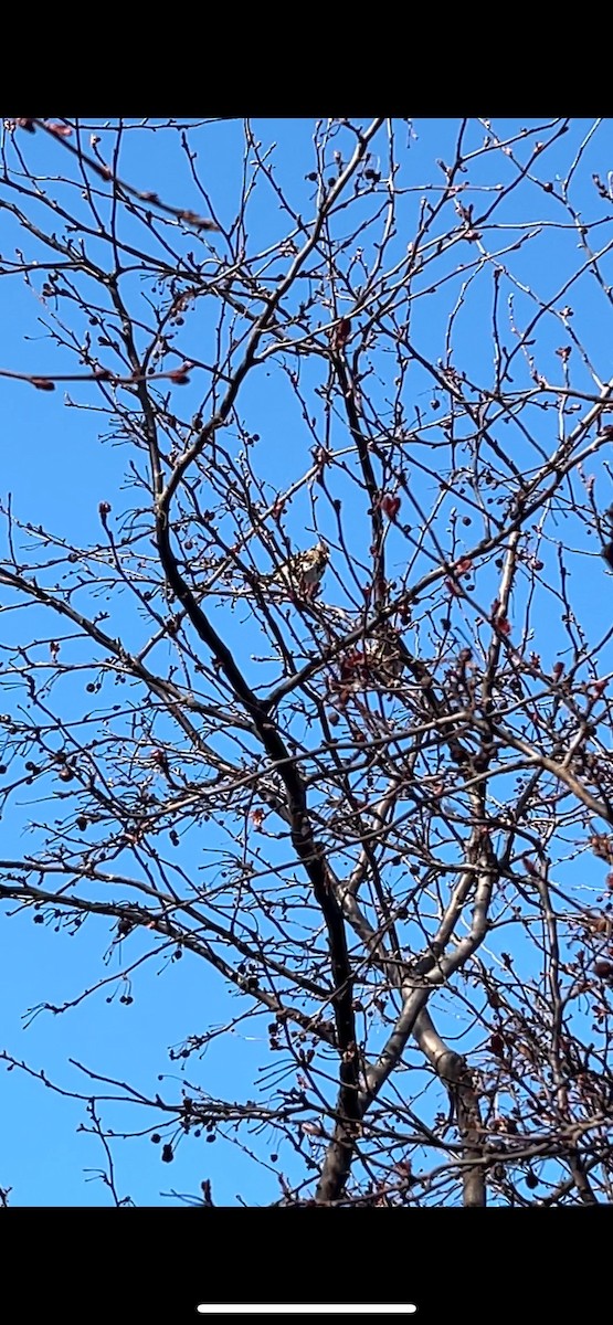 Harris's Sparrow - ML616643739