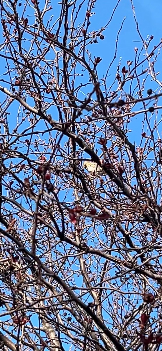 Harris's Sparrow - ML616643740