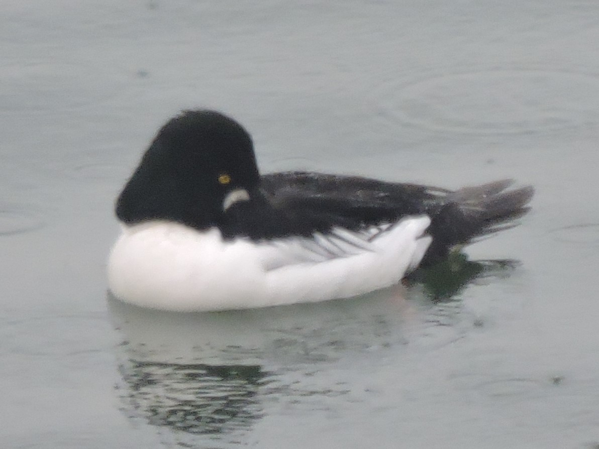 Common Goldeneye - ML616643767