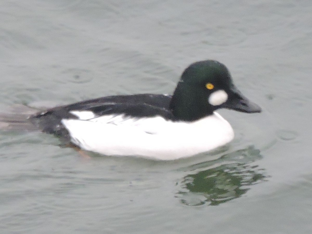 Common Goldeneye - ML616643768