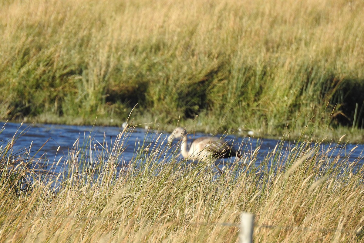 Chilean Flamingo - ML616643788