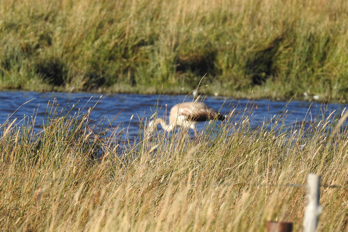 Chilean Flamingo - ML616643789