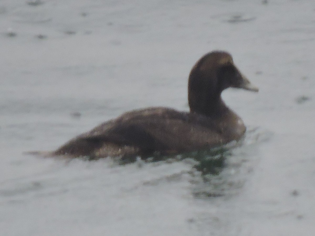 Common Eider - ML616643794