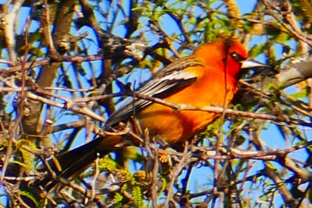 Oriole à dos rayé (groupe pustulatus) - ML616643814