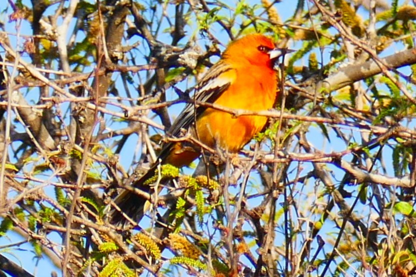 Oriole à dos rayé (groupe pustulatus) - ML616643818