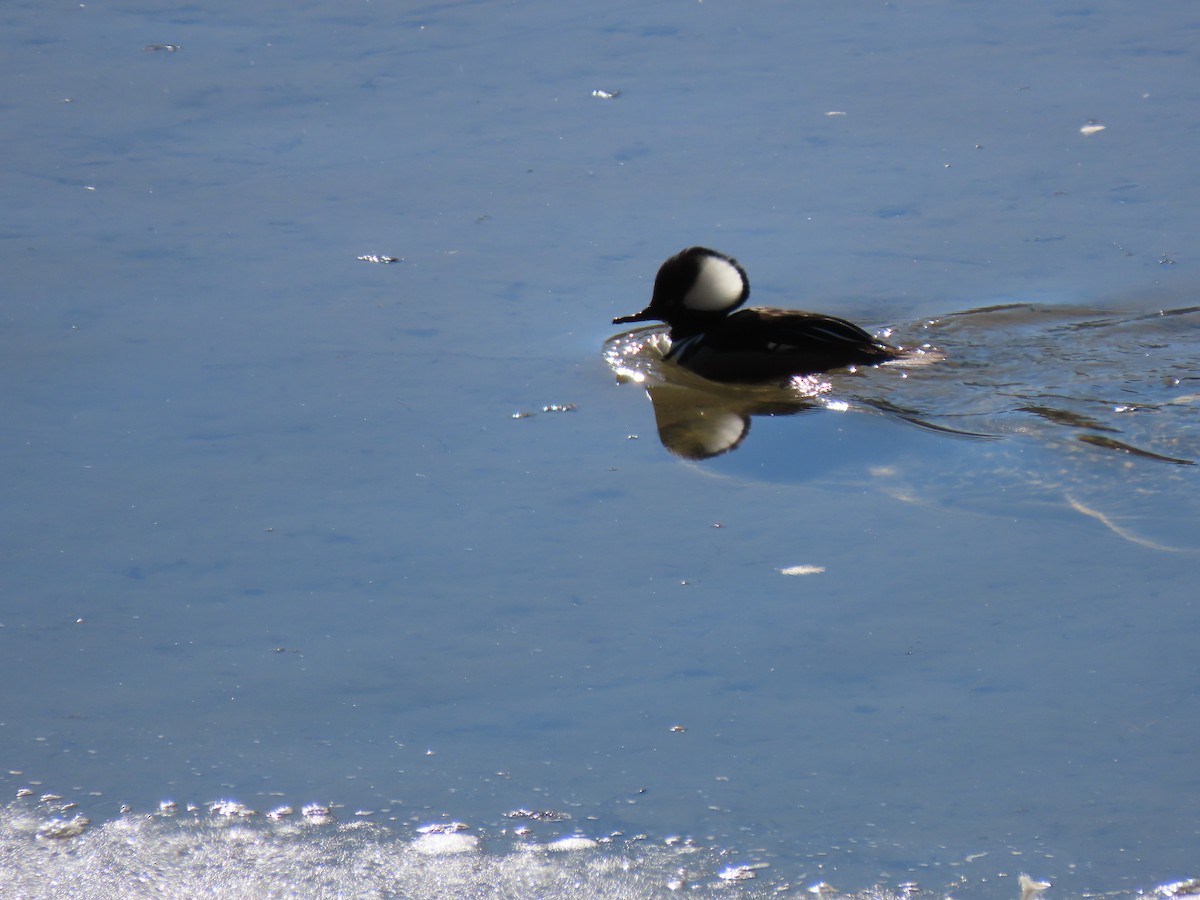 Hooded Merganser - ML616643823