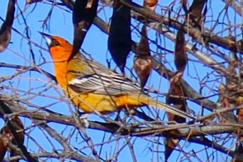 Oriole à dos rayé (groupe pustulatus) - ML616643826