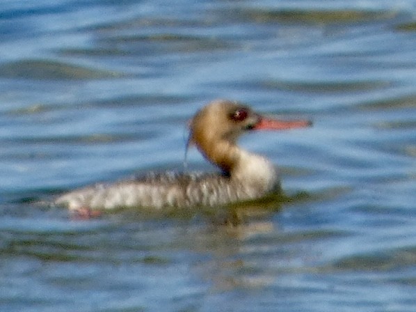 Red-breasted Merganser - ML616643836