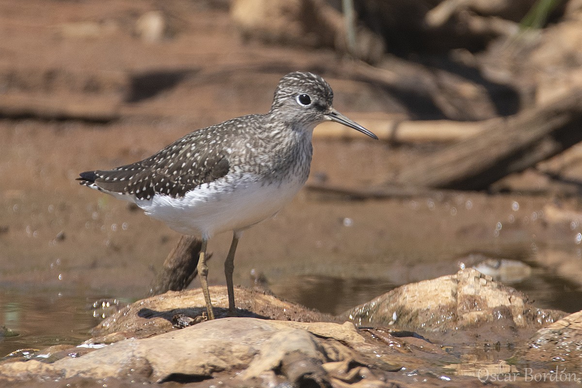 Solitary Sandpiper - ML616643841