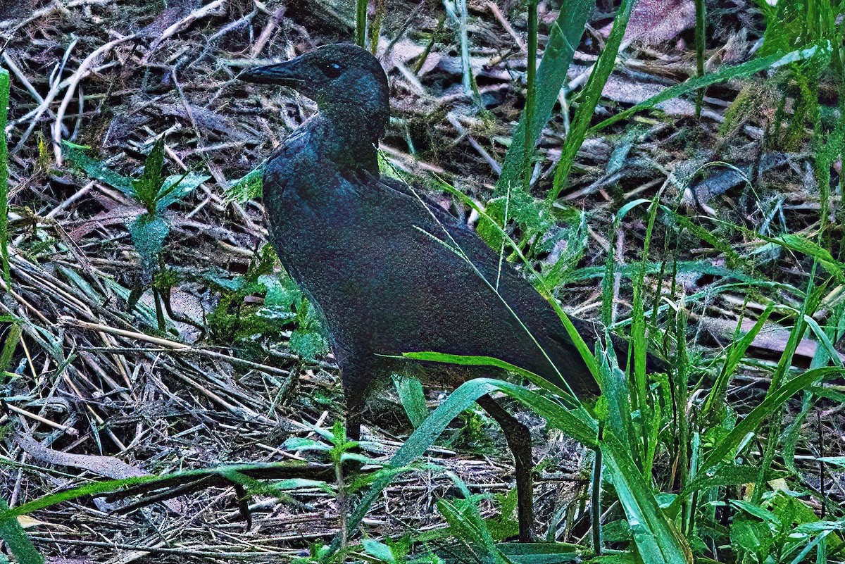 Pale-vented Bush-hen - ML616643844