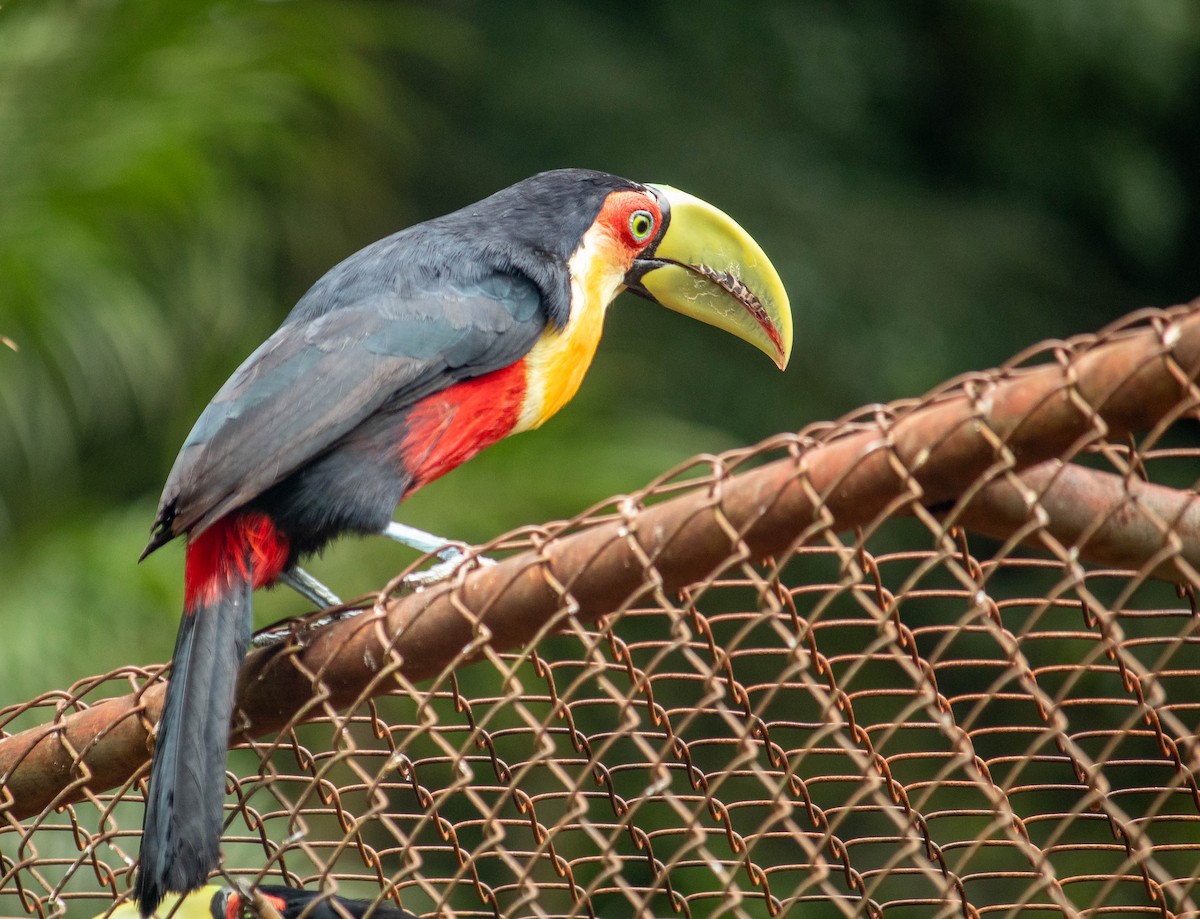 Red-breasted Toucan - Arthur Bruck