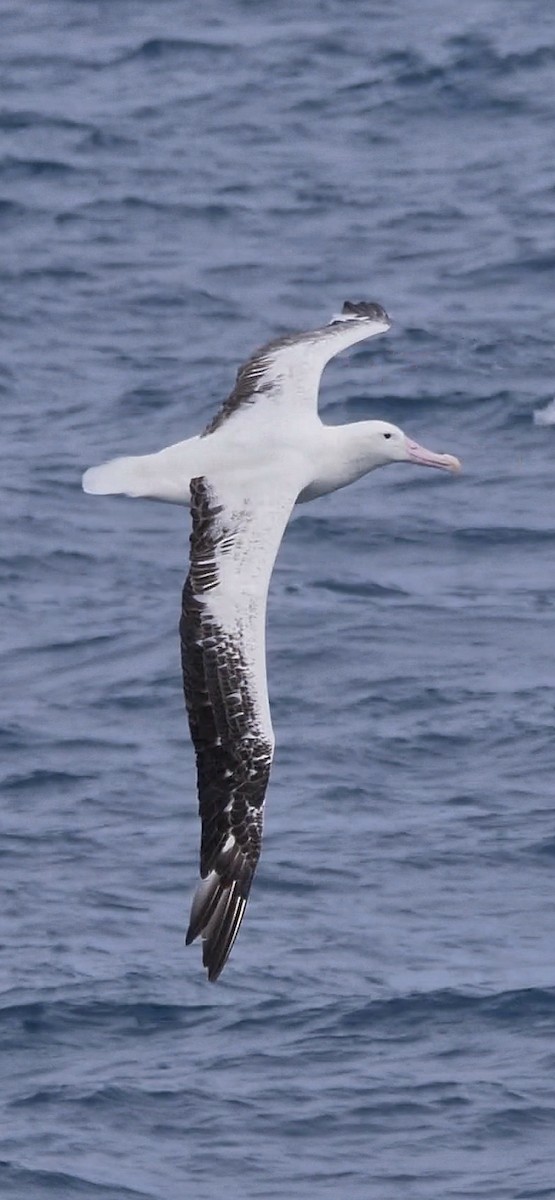 Southern Royal Albatross - ML616643937