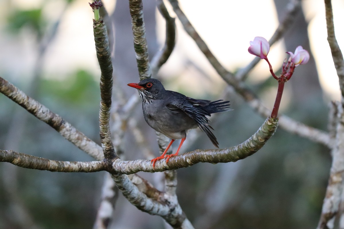 Red-legged Thrush - ML616643970