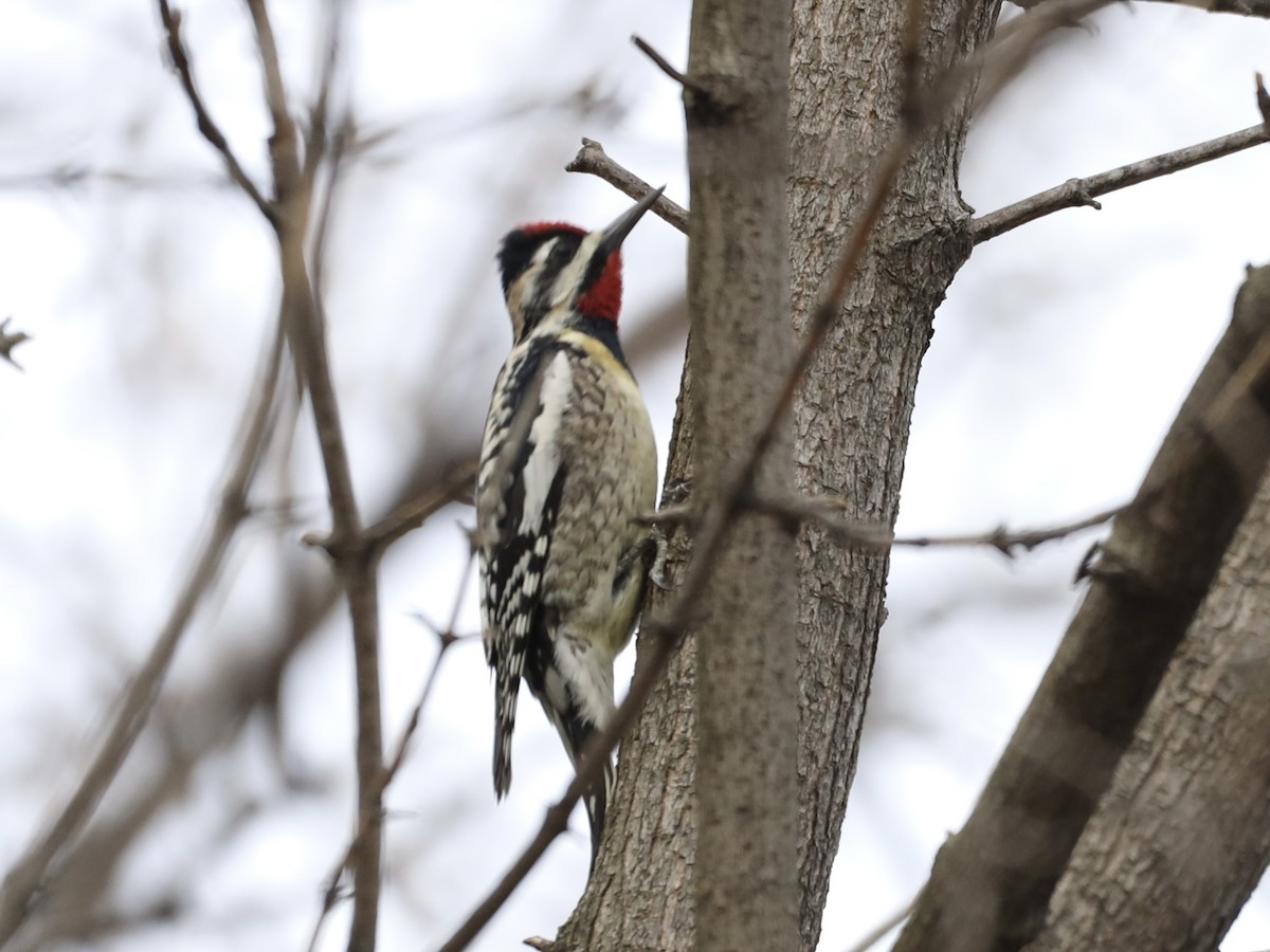 Yellow-bellied Sapsucker - Mike McInnis