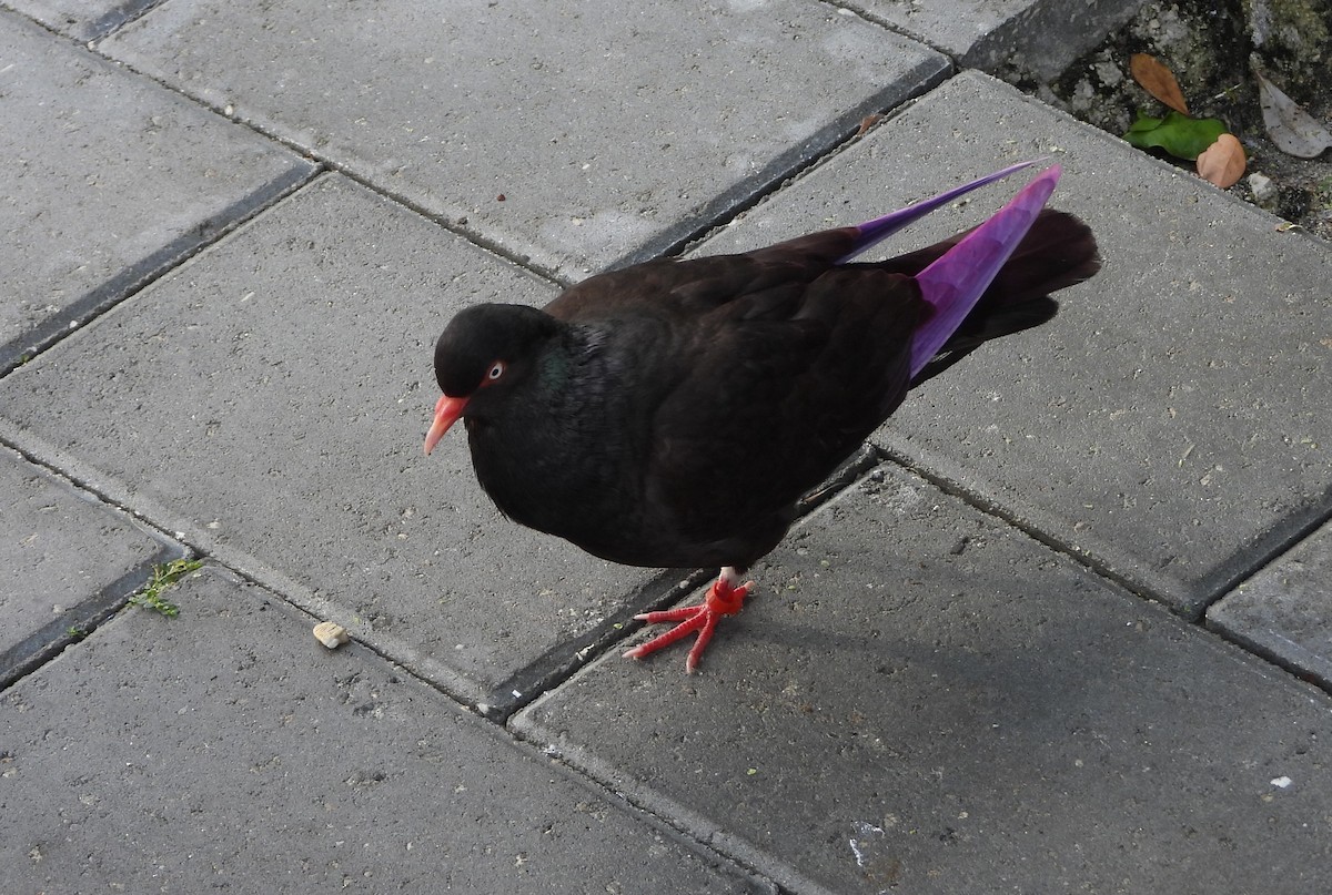 Rock Pigeon (Feral Pigeon) - ML616643995