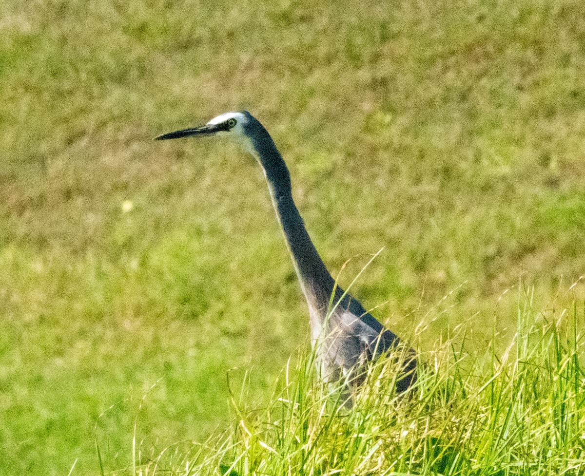 White-faced Heron - Spat Cannon