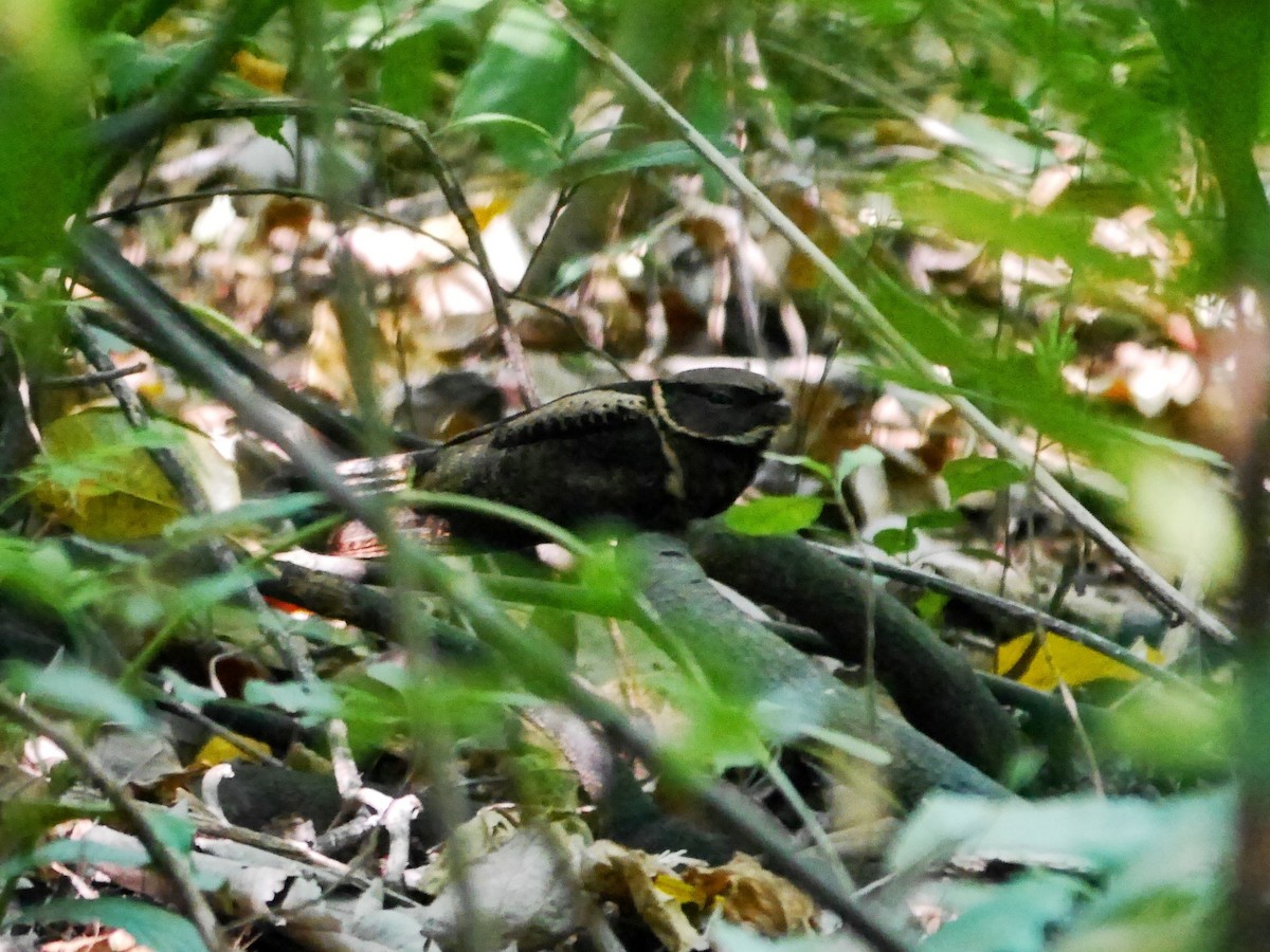 Great Eared-Nightjar - ML616644142