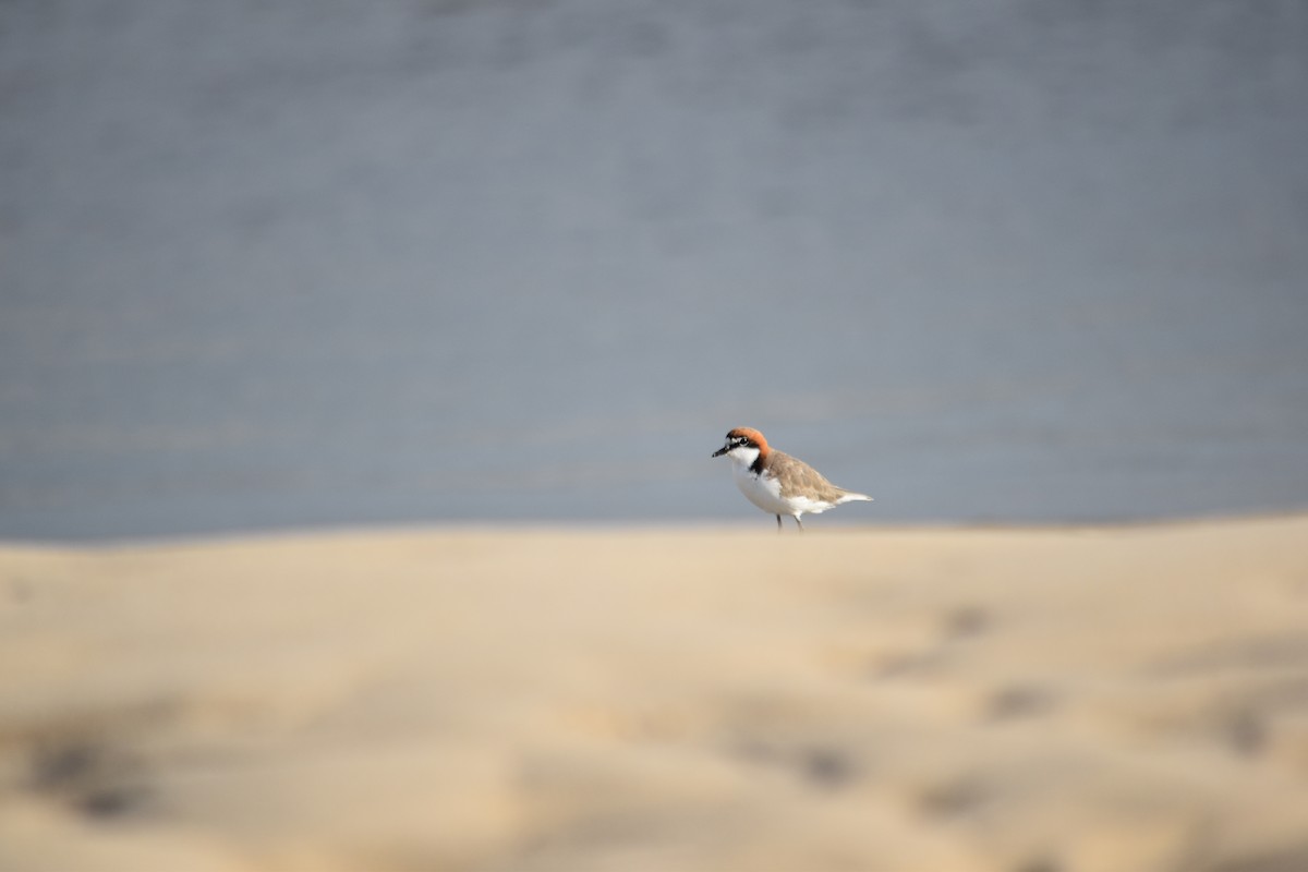 Red-capped Plover - ML616644182