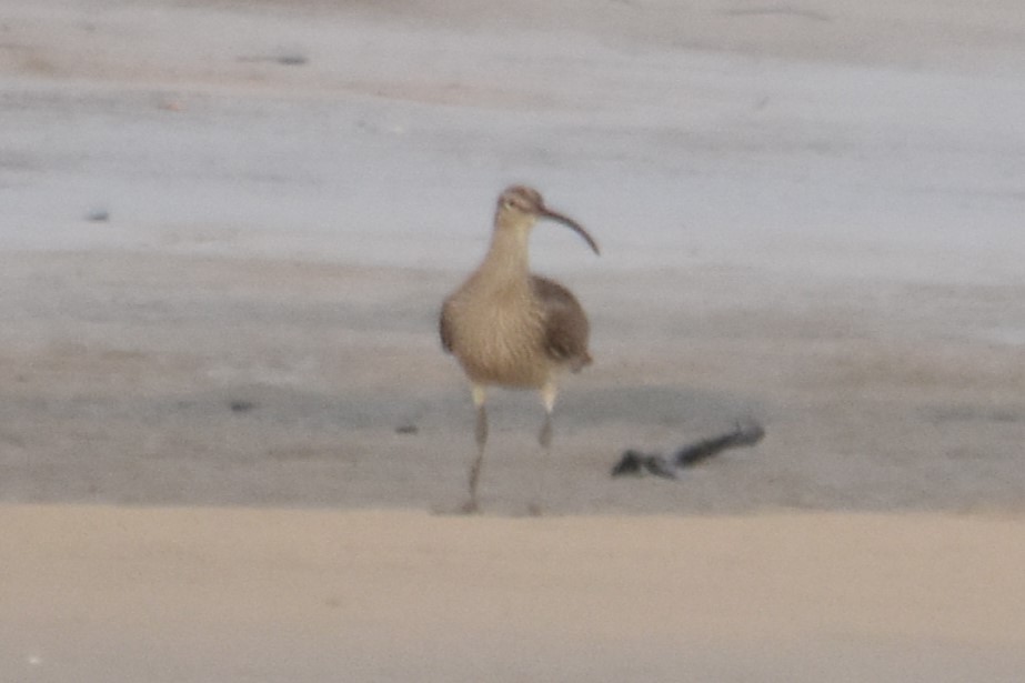 Whimbrel - ML616644193