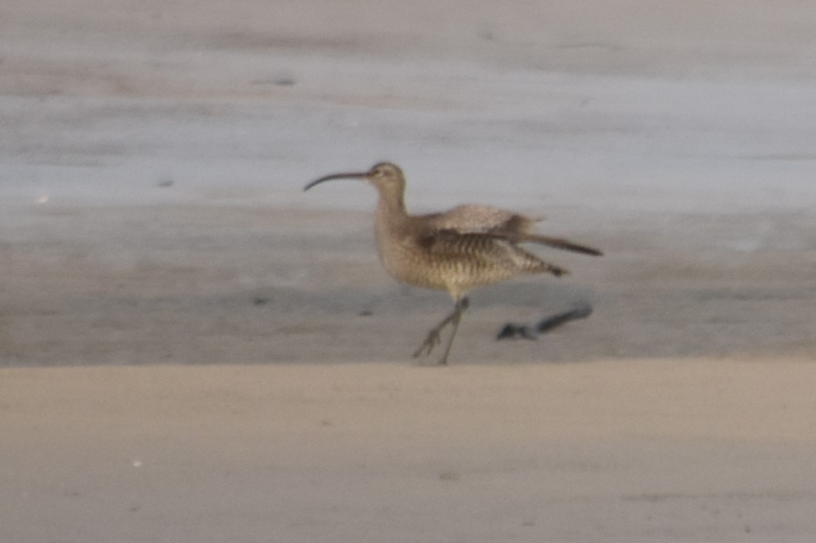 Whimbrel - ML616644195