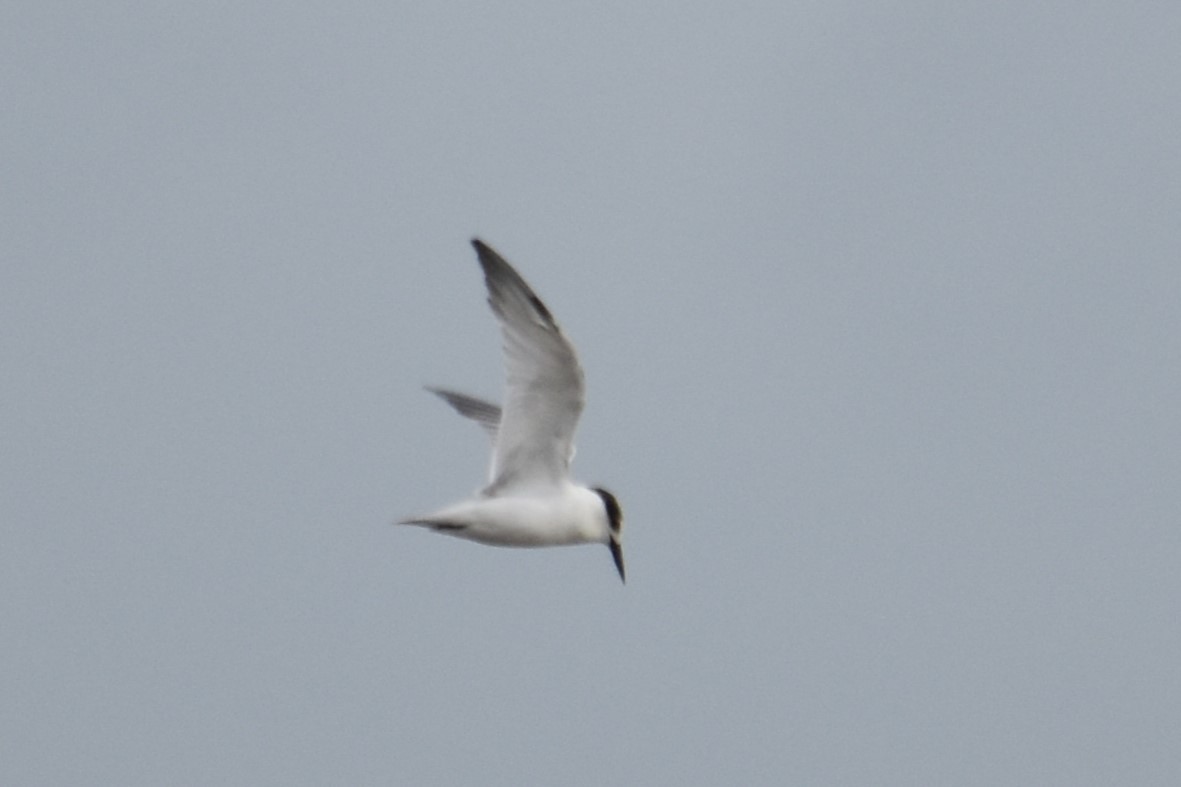 Little Tern - ML616644204