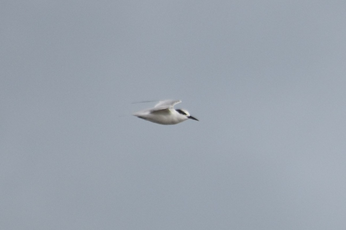 Little Tern - Georgie Braun