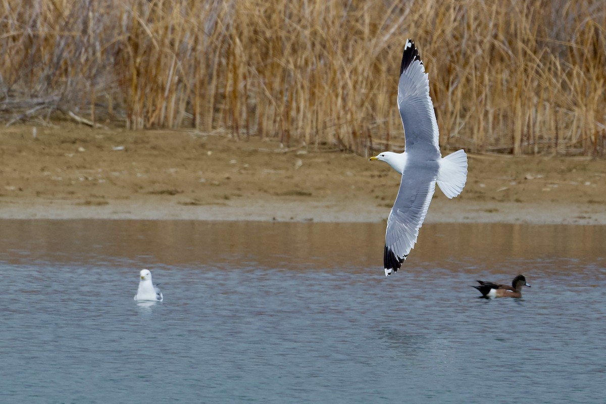 California Gull - Bill Schneider